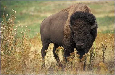 Quel animal, aussi connu sous le nom de buffle, fut presque chassé jusqu'à l'extinction aux États-Unis au 19e siècle ?