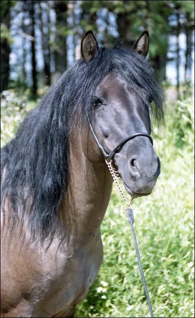 Pourquoi les chevaux ont-ils les yeux sur les côtés ?