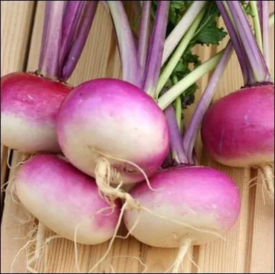 Quel est le nom de ces légumes ?