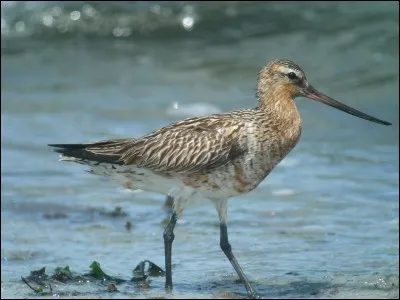 Ce mot désigne aussi bien un oiseau qu'un bateau !