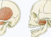 Quiz QCM d'anatomie