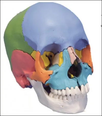 De combien d'os se compose le neurocrâne ?