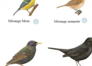 Quiz Donne le nom de ces oiseaux