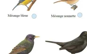 Quiz Oiseaux