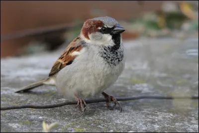 Quel est le nom de cet oiseau ?