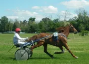 Quiz Quiz des chevaux trotteurs