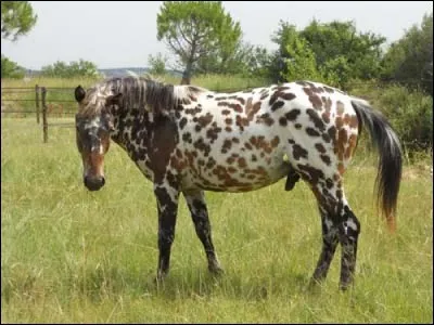 Quelle est la robe de ce cheval ?