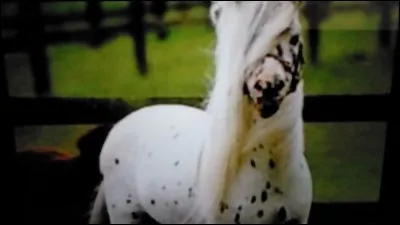 Quelle est la race la plus petite de chevaux ?