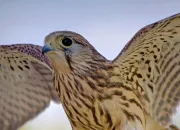 Quiz Les races d'oiseaux et les types d'avions