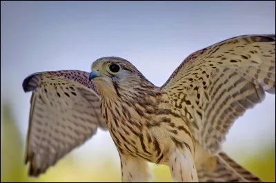 Quelle est la race de cet oiseau ?