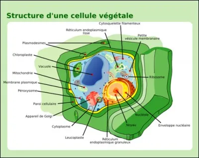 La plus petite unité du vivant est la cellule.