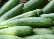 Quiz Courgettes