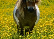 Test Es-tu fait pour les chevaux ou les shetlands ?