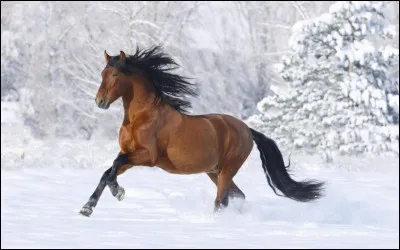 Quelle est la robe de ce cheval ?