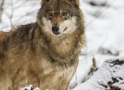 Quiz Le loup cet animal fascinant