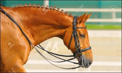 De quelle robe est ce cheval ?