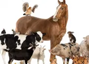 Quiz Les races animales