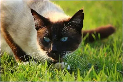 Commençons simple, d'où vient le chat de Siam ?