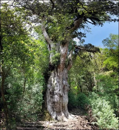 Jomon Sugi est estimé avoir entre 2170 et 7200 ans. Où se trouve-t-il ?