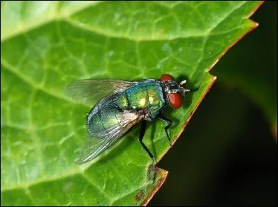 « C'est moi qu'on appelle Moucham',
je suis une mouche verte,
Mes menus gastronomiques
sont sur papier hygiénique ! »
Quel est le nom savant de cet insecte ?