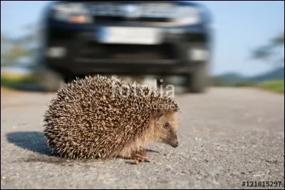 Un hérisson traverse la route devant vous. Une voiture surgit soudain !