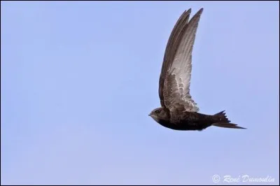 Voici un martinet noir. Combien de temps peut-il rester dans l'air, sans se poser (environ) ?