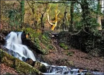 Dans quelle forêt peut-on croiser la fée Morgane ?