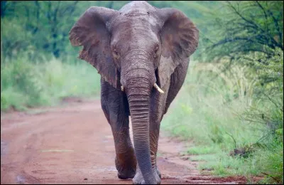 Quel est cet animal ?