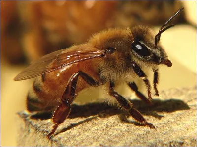 Qu'est-ce qui rime avec le nom de cet insecte de l'espèce Apis mellifera ?