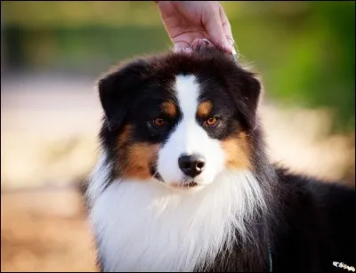 Quel est ce chien ?