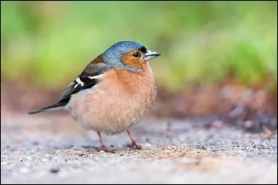 Mon premier est un aliment de base fait d'eau et de farine.
Mon deuxième est une sensation auditive provoquée par une vibration.
Mon tout est un passereau bon chanteur et au plumage bleu verdâtre et noir.