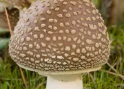 Quiz On appuie sur le champignon !