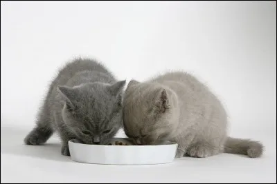 Que consomment les chatons quand ils sont bébés ?