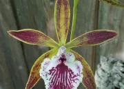 Quiz Orchide quizz