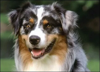 Bluey, un berger australien décédé, ayant résidé en Australie, est le chien qui a vécu le plus longtemps jusqu'à présent.
Il a atteint...