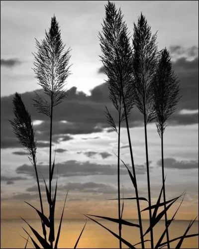 Quel est le vrai nom des roseaux majestueux, à plumes blanches et vaporeuses, que l'on appelle couramment "plumeaux" ?