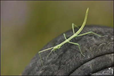 Quel est le nom de cet insecte n'effectuant que des mouvements lents ?