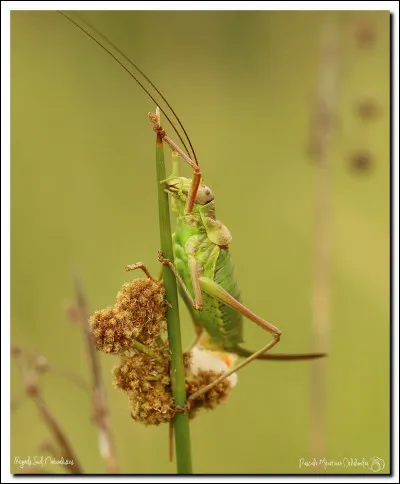 Quel est le nom de cet insecte ?