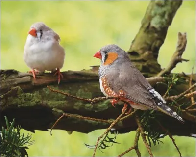 Quel est le nom de cet oiseau exotique ?