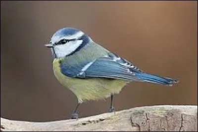 Quel est cet oiseau commun ?