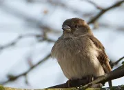 Quiz Quiz oiseaux - Mars