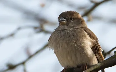 Quiz Oiseaux