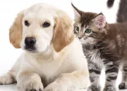 Quiz Est-ce le nom d'un chien ou un chat ? - (1)