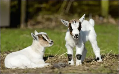 Quel est cet animal ?