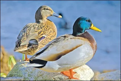 Qui a chanté "La danse des canards " ?