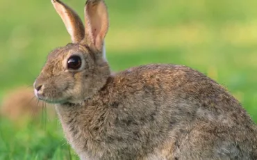 Quiz Animaux