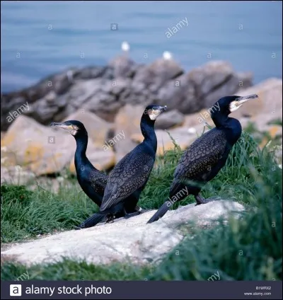 Pour quelle activité le Cormoran est utilisé en Chine?