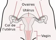 Quiz Le cycle sexuel chez la femme