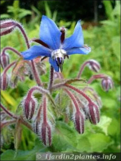 Quel est le nom de cette fleur ?