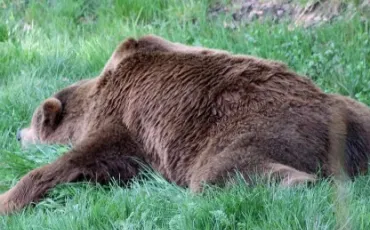 Quiz Animaux